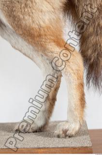 Wolf leg photo reference 0005